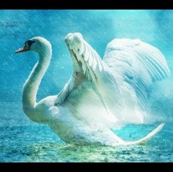 Cover Lacross - Save Me (Swan Lake)