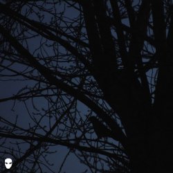 Cover Pharmacist - Dreamin