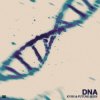 Cover KVSH & Future Skies - DNA KVSH & Future Skies - DNA