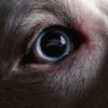 Cover Roger Waters - Shine On You Crazy Diamond Roger Waters - Shine On You Crazy Diamond