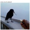 Cover The Chainsmokers & Beau Nox - White Wine & Adderall The Chainsmokers & Beau Nox - White Wine & Adderall
