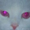 Cover Salem - Rainsnow Salem - Rainsnow