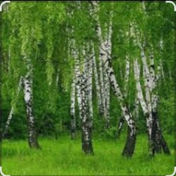Cover Дмитрий Романов & Инна Улановская - Родные края