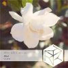 Cover DJ Classbuse & SINKin - Zhizi (Orchestral Mix) DJ Classbuse & SINKin - Zhizi (Orchestral Mix)