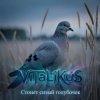 Cover ViTaLiKuS - Стонет сизый голубочек ViTaLiKuS - Стонет сизый голубочек