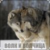 Cover Мила Руденская & Владимир Курский - Волк и волчица Мила Руденская & Владимир Курский - Волк и волчица