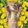 Cover Bronis AI - Уснул мой котёнок Bronis AI - Уснул мой котёнок