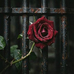 Cover RJ Emerald Fire (Изумрудный огонь) - Prison of Love