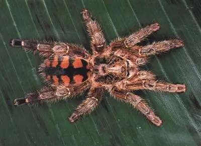 Avicularia-Minatrix-Spinne
